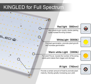 Carte Quantum LED King Plus Série UL 1000W